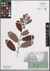 Foto von Salix cinerea L.